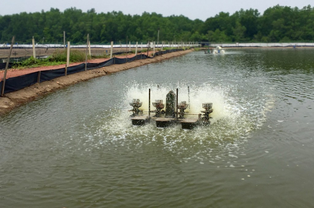 Shrimp pond with an aquaculture treatment pump