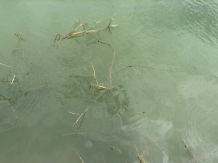 Shrimp pond in Vietnam before Aquatic BioScience water treatment