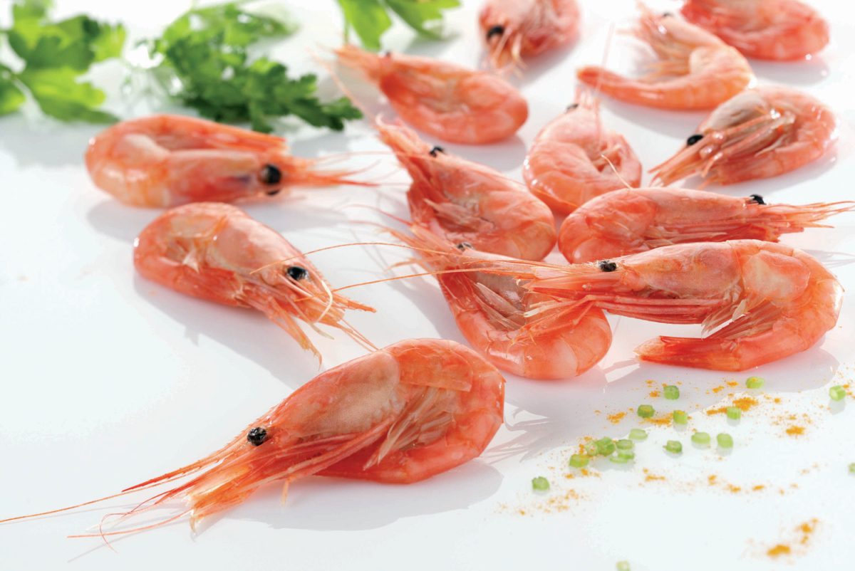 How To Start a Shrimp Farm – Aquatic Bio Science