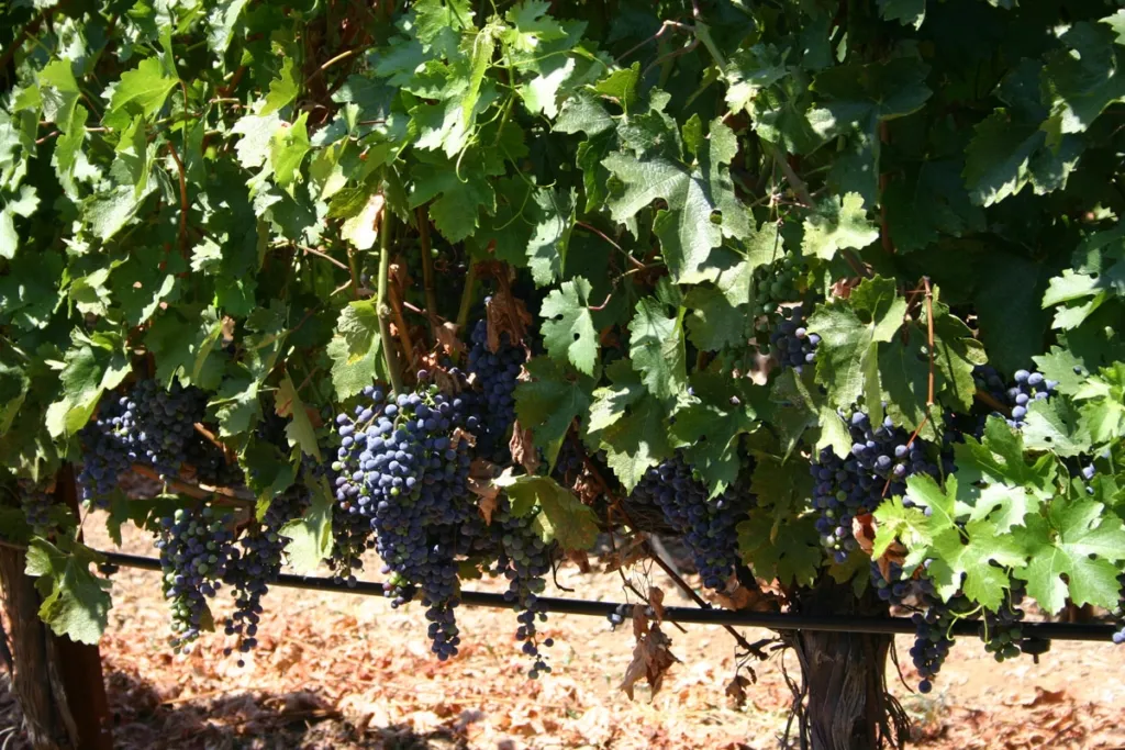 Grape Vines